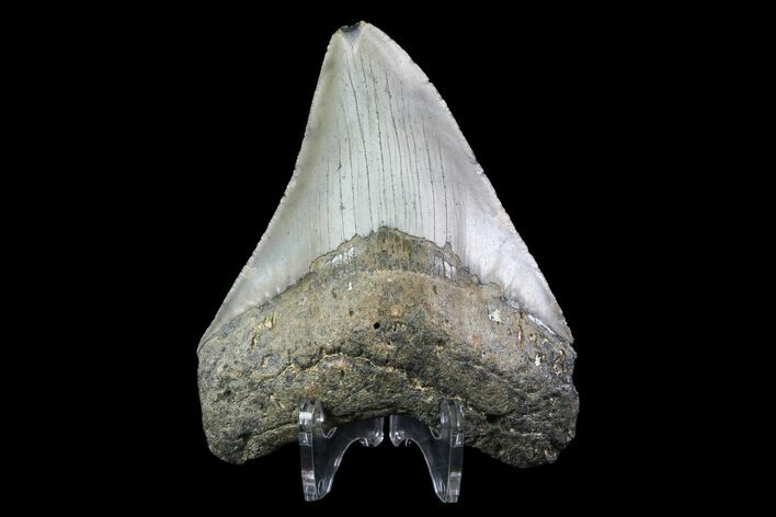 Bargain, Megalodon Tooth - North Carolina #76295